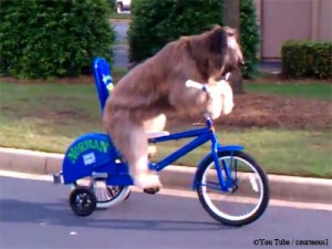 自転車をこぐノーマン