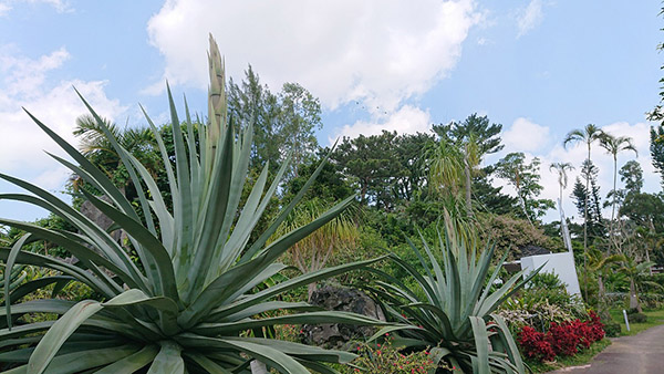 40 50年に一度だけ咲く アガベ テキラーナ 東南植物楽園で開花 Straight Press ストレートプレス