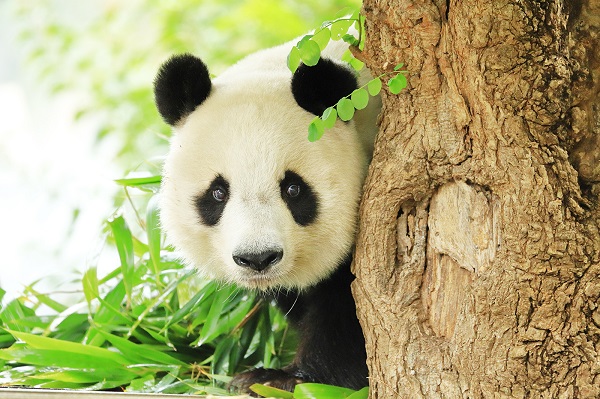 シャイでかわいいパンダ タンタン の写真集が発売 Michill ミチル