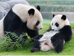 アドベンチャーワールドでジャイアントパンダ「楓浜」1歳の誕生日を