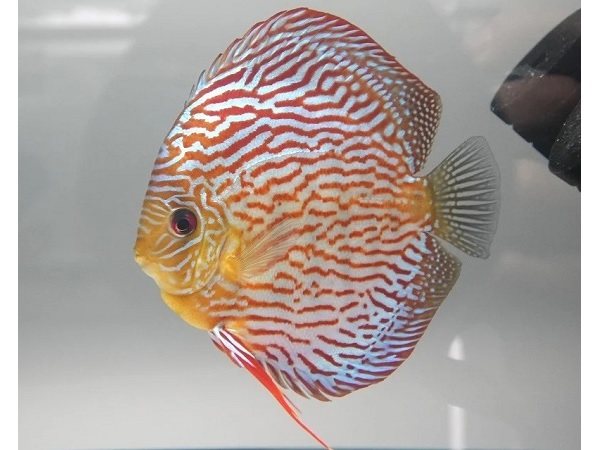 広島・並木通りにマニア羨望の熱帯魚店「ciaociao_discus」がオープン！ ｜ ガジェット通信 GetNews