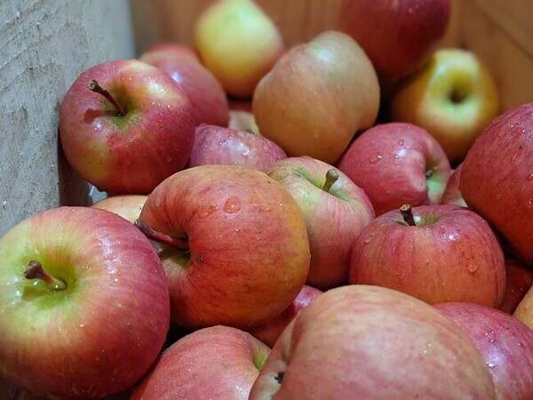 青森食材を世界へ届ける！超希少品種のりんごの樹木オーナーをクラファンで募集