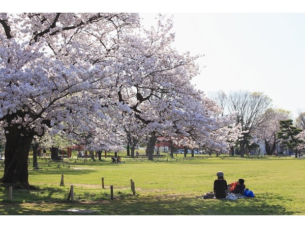 【東京都武蔵野市】謎を解きながら桜の名所を巡るイベント「武蔵野桜まつりナゾトキクエスト」開催中！