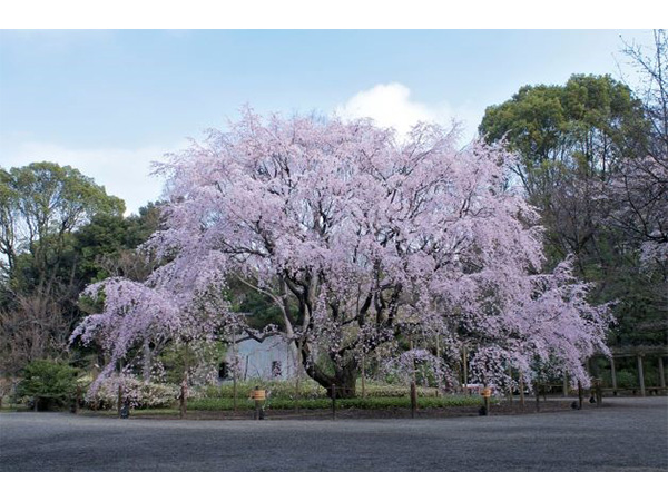 東京都の庭園で春を楽しもう！イベントクルーズ＆春の東京いい庭キャンペーン開催
