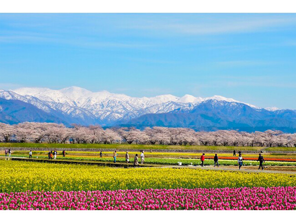 【富山県】4月から開催のイベントに注目！迫力ある花の祭典＆立山黒部・雪の大谷フェスティバル