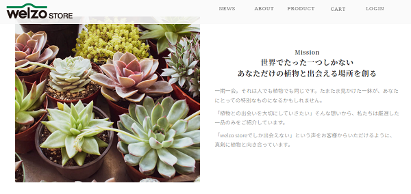 厳選した植物を取り扱うECサイト「welzo STORE」。紅葉する多肉