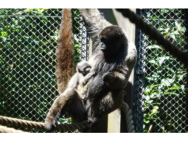 【神奈川県横浜市】よこはま動物園ズーラシアで誕生したウーリーモンキーの愛称決定！マレーバクの来園も