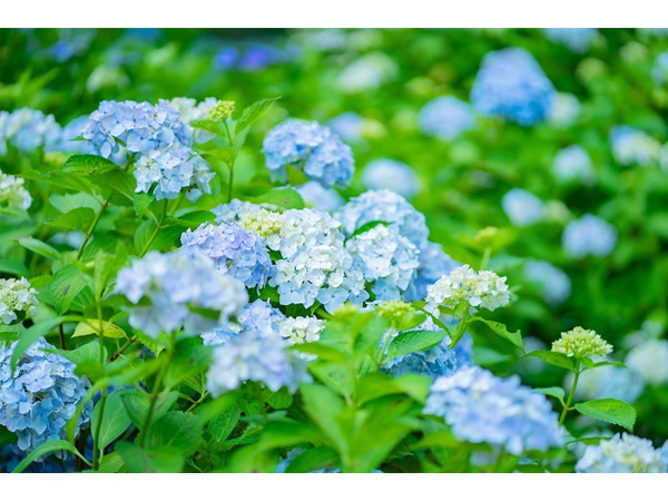 【京都府舞鶴市】彩り豊かな花々が咲き誇る、舞鶴自然文化園の「アジサイ園2023」が開園中！