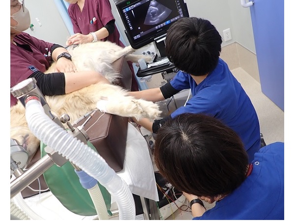 【神奈川】「横浜動物救急診療センター」、年末年始も24時間で対応！