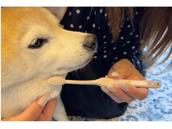 優しく磨ける犬用歯ブラシ「オーラバイオブラシ  largeカフェラテ」新発売！