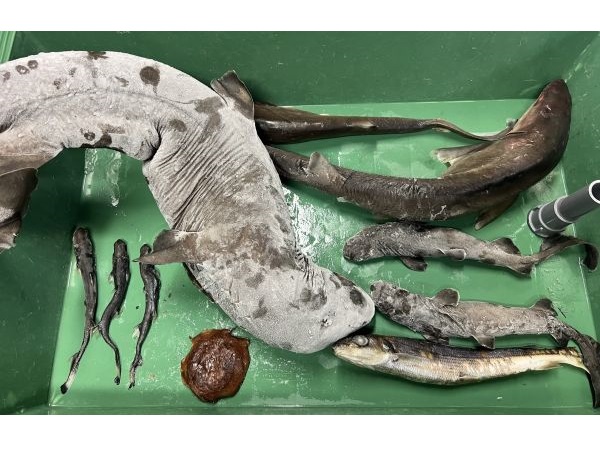 深海生物を間近で見てさわってみよう！新江ノ島水族館で「毎日深海生物