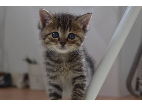 【福島県本宮市】飼い主のいない猫の不妊去勢手術に特化した動物病院がオープン！