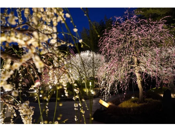 【神奈川県鎌倉市】鎌倉 長谷寺にて梅の開花に合わせ「梅ライトアップ」と「新春御足参り」実施