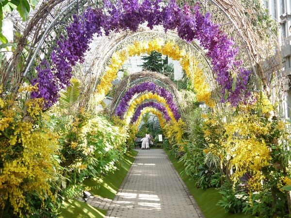 【兵庫県淡路市】蘭のイベント「特別展 蘭展 あわじオーキッドフェスティバル2024」開催！