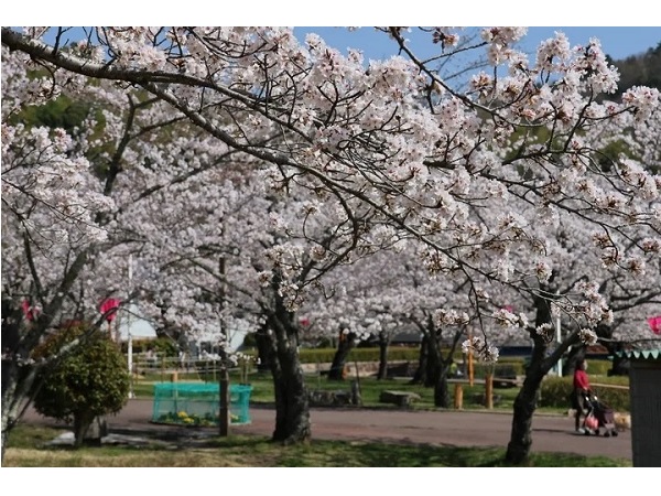 【大阪府高槻市】「摂津峡さくら祭り」で夜桜も楽しもう！未公開の収蔵品が展示される企画展にも注目
