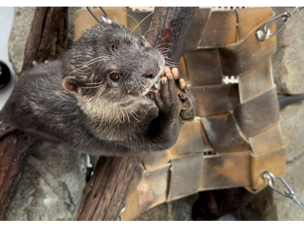 【兵庫県】神戸の水族館「アトア」、カワウソの生態や現状を解説する新プログラム開始！参加無料