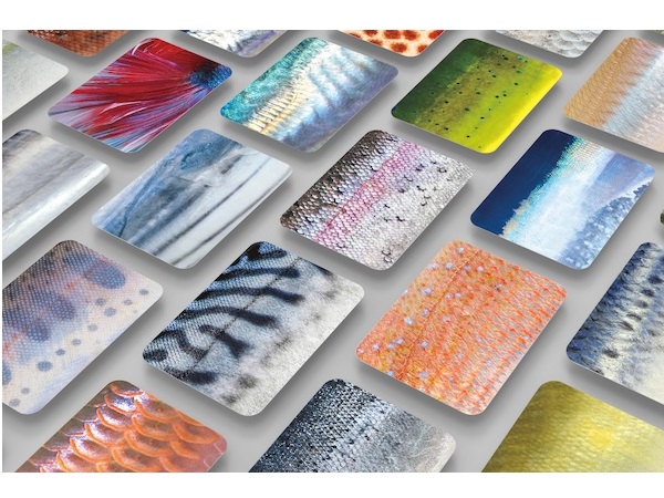 魚の色・模様でどの魚かを当てる「さかなかるた」が「iFデザインアワード2024」を受賞