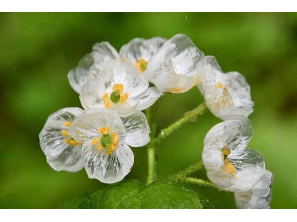 【岐阜県高山市】平湯キャンプ場のサンカヨウ＆ニリンソウの花が見頃に！地元作家の木彫り作品展示も