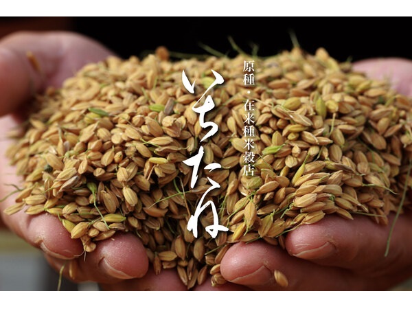 100年先に残したい米を取り揃えるECサイト、原種・在来種米穀店「いちたね」オープン