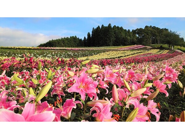 【千葉県袖ケ浦市】風が運ぶ初夏の絶景！「東京ドイツ村」にて、3万株9万輪のゆりの開花がスタート