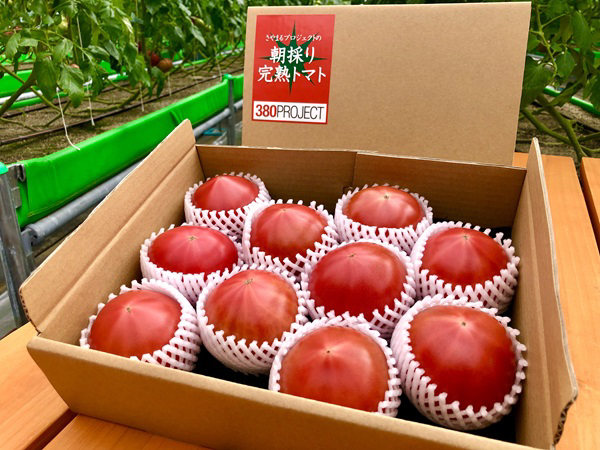 日本郵便オリジナルの朝採り完熟トマト発売！爽やかながら甘く濃厚な味わいを食卓へ