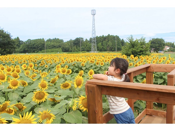 【千葉県成田市】圧巻のひまわり畑や水遊びに昆虫展！「成田ゆめ牧場」に子どもの大好きな夏が大集合