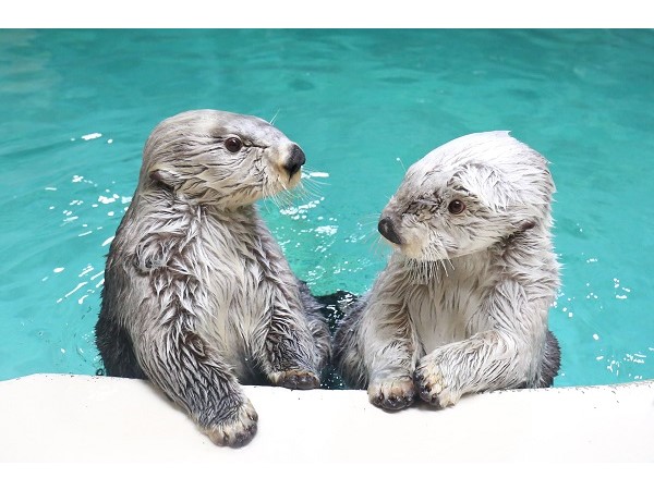 【三重県】鳥羽の宿に泊まり、鳥羽水族館のナイトアクアリウム＆冬の花火が楽しめるプラン登場！