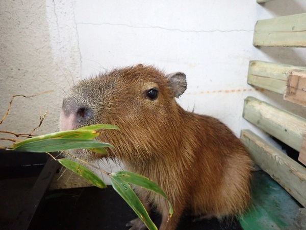 ニデックが愛知県蒲郡市の竹島水族館へ、カピバラを寄贈＆名前を「めめ」に決定！