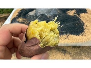 【茨城県結城市】芋掘りや焼き芋体験に、重さ当てコンテストも ...