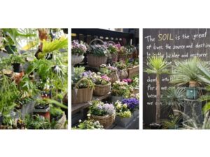 ファーム　アカサタ園芸さん専用！ ファーム アカサタ園芸さん専用！ ファーム アカサタ園芸さん