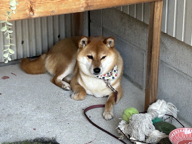 ハラミちゃん1-1