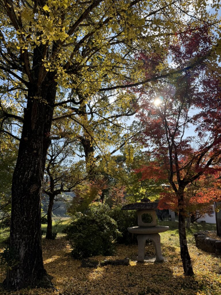 公園の風景。イチョウとモミジの紅葉の写真。