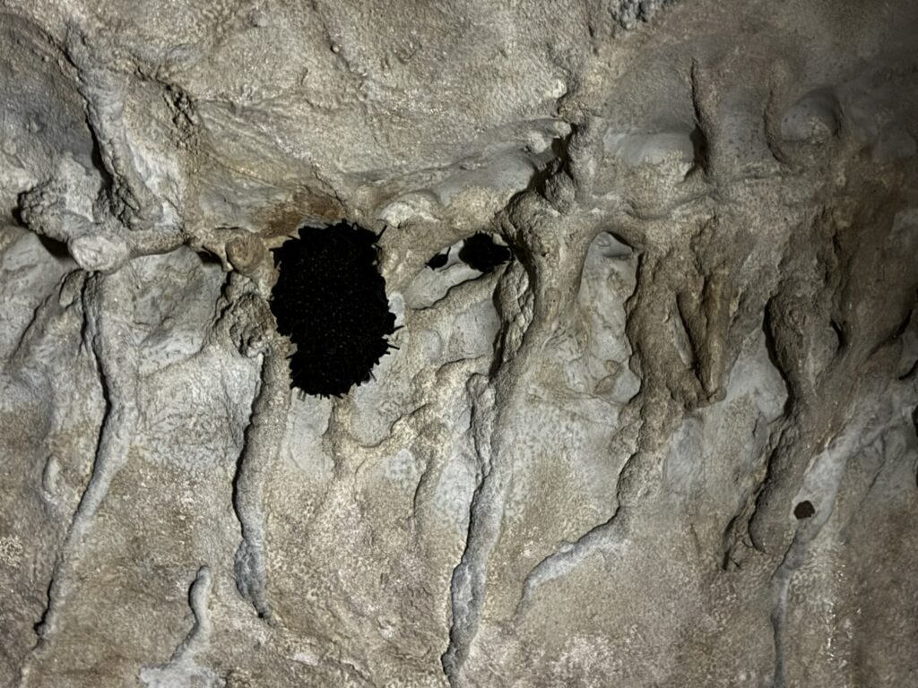 『景清洞』内部、天井のコウモリの写真。