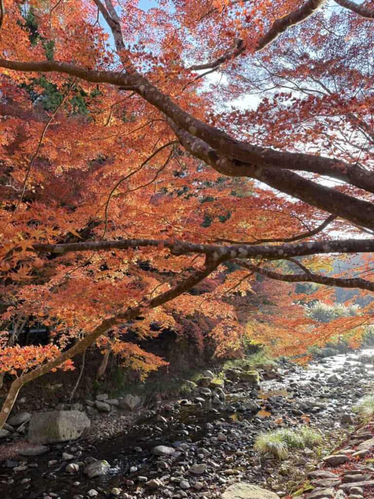 大寧寺の紅葉と川の写真。
