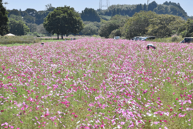 コスモスまつり2025