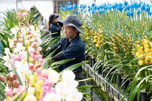 シンビジウムの品種改良や育苗、栽培などを手掛ける河野メリクロンがCM放送を開始