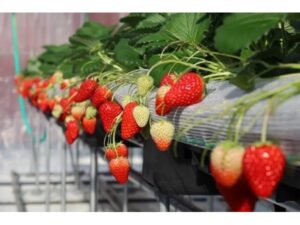 山口県周防大島町】いちご農園「マリッサベリーファーム」開園！いちご