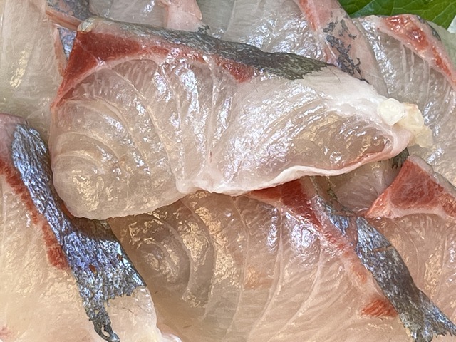 ❷シマアジ1-2-1