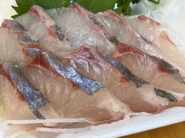 ❷シマアジ1-1-2