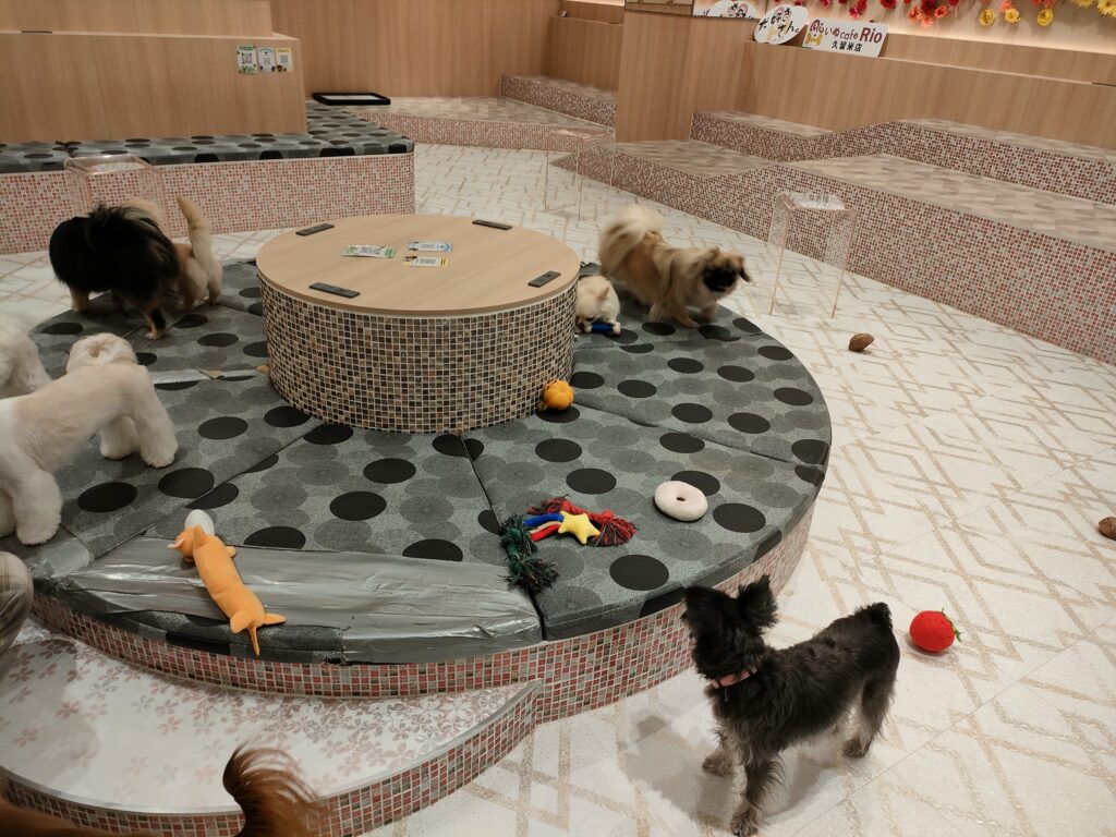 いぬカフェRio