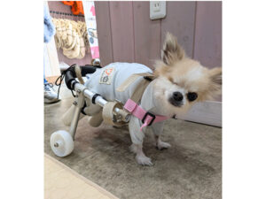 シニア犬専門の地域密着型ケア拠点が誕生！