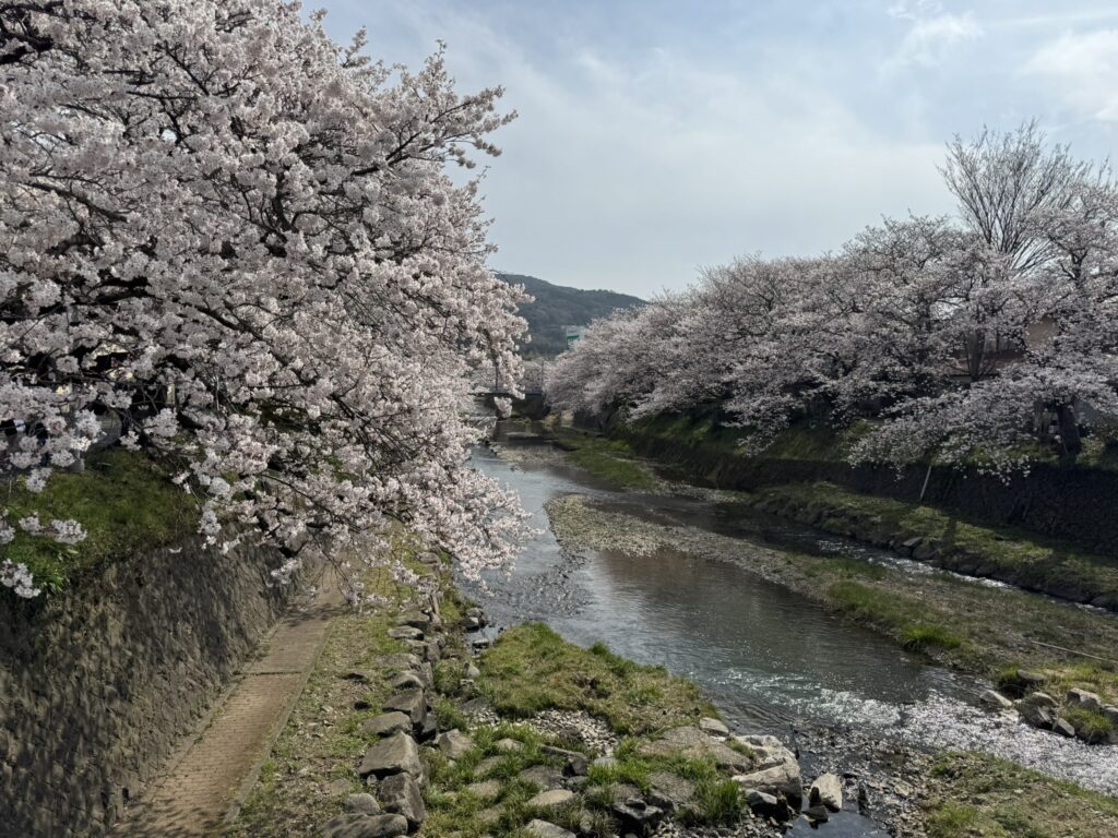 山口県美祢市『みね桜まつり』の桜並木の写真③