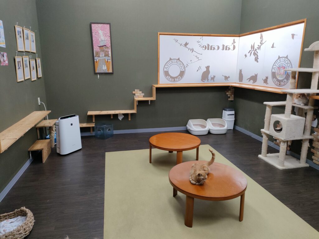 猫カフェ 空陸家 宇土シティモール店