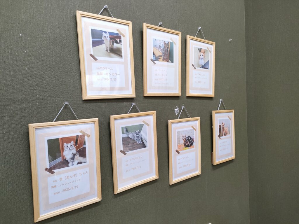 猫カフェ 空陸家 宇土シティモール店