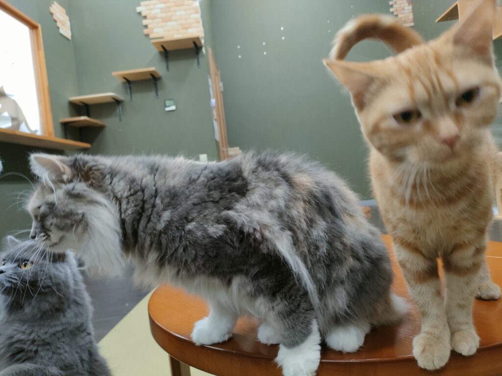 猫カフェ 空陸家 宇土シティモール店