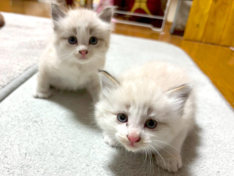 高根沢　たかねこ　保護猫